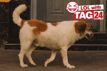 Joke of the Day for September 4, 2025: A pawesome dog funny
