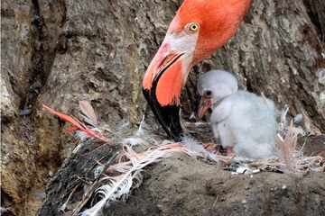 Zwei kleine Flauschbälle sorgen für Freude im Kölner Zoo