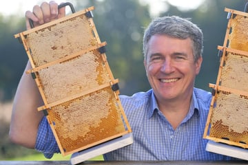 Dresden: Populär durch Böhmermann-Zoff: Bienenmann kommt auf den Weihnachtsmarkt