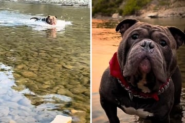 Dog loves to swim in the river, but has a hilarious reaction to bath time!
