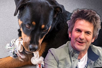 15.000 Euro Schaden durch Hundespielzeug? Versicherungsdetektiv ermittelt