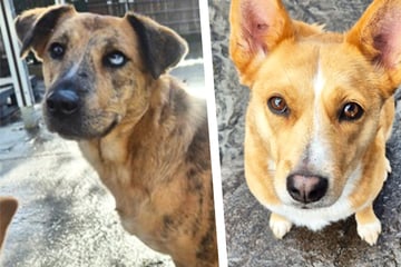 Lucy und Luna haben alles, was sie geliebt haben, verloren: Dabei können sie doch gar nichts dafür