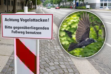 Sachsens Landtag muss Passanten warnen: Vorsicht - Krähen im Angriffsmodus!