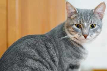 Why won't my cat drink water? This basic mistake might be leaving your kitty chronically dehydrated