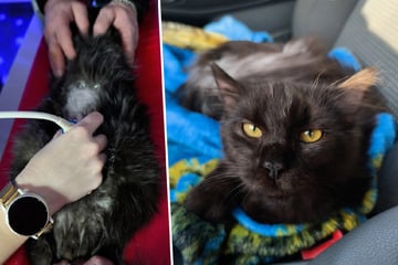 Kater Besens Werte nach langem Hoffen erschütternd: Schwere Entscheidung steht bevor