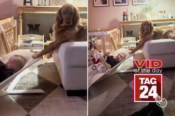 viral videos: Viral Video of the Day for January 12, 2026: This dog's babysitting skills are cracking up TikTok!