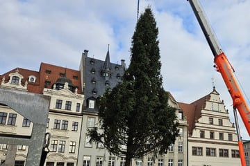 Leipzig: 21 Meter hoch! Das ist der diesjährige Leipziger Weihnachtsbaum