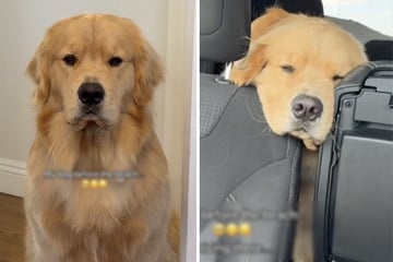 Hund ist schrecklich traurig: Der Grund sorgt für eine Menge Begeisterung