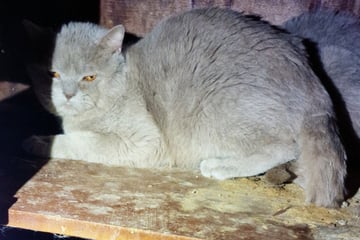 Horror-Wohnung voller Urin und Kot: 22 Katzen gerettet! Besitzerin versucht, Aktion zu stoppen