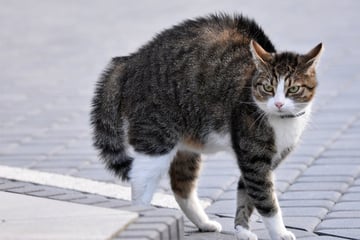 Deine Katze macht einen Buckel? Das sind die Gründe