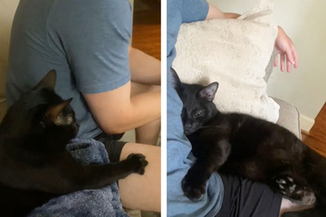 Cat's reaction to owner returning home after 10 days melts hearts on TikTok