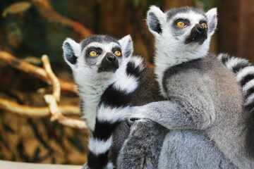 Myth busted! Alpha males are actually rare in the world of primates, scientists find