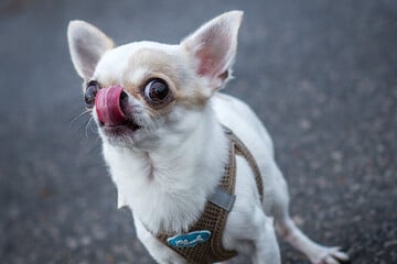 Als Frau einem Mann in Not Hilfe anbietet, klaut der ihren Chihuahua und droht später mit dem Tod