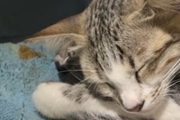 Katzenbaby stirbt bei Geburt: Was das Muttertier dann tut, bricht seinem Frauchen das Herz