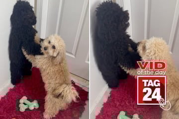 viral videos: Viral Video of the Day for July 8, 2025: Doggy drama unfolds in hilarious home brawl!