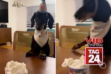 Viral Video of the Day for September 26, 2025: Dachshund's birthday bash ends in hilarious tumble!