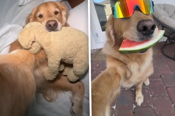 Wie Golden Retriever Donut seinen Tag verbringt, verzückt einfach jeden