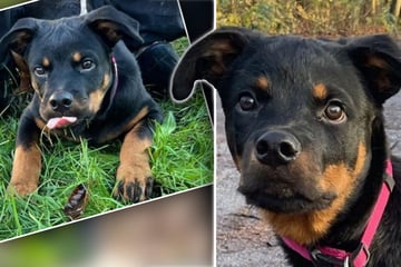 Junger Hund wartet seit Monaten auf ein Happy End: Alle Interessenten haben ihn enttäuscht