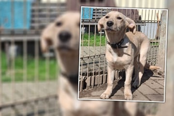 Vernachlässigt und abgegeben: Süßes Welpenmädchen ist bereit zu lernen