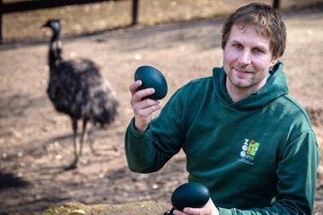 Zu faul zum Brüten: Zoo-Chef geht seinem Emu an die großen Eier