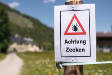 Zecken überall unterwegs: Warum eine Impfung jetzt besonders wichtig sein kann