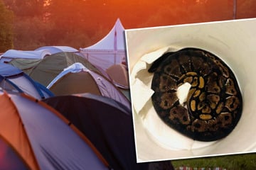 Exotischer Gast: Königspython stattet Jugendcamp Überraschungs-Besuch ab