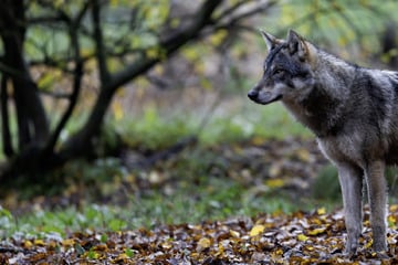 Wölfe: Toter Wolf in Thüringen entdeckt: Das hat die Begutachtung ergeben
