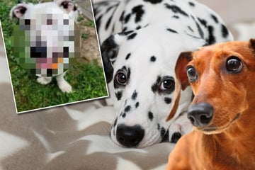 Wenn Dackel und Dalmatiner Liebe machen, kommt der kleine "Atze" dabei heraus