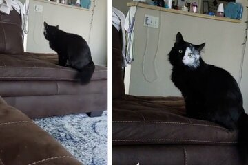 Cat's striking "Phantom of the Opurra" look leaves TikTok users stunned