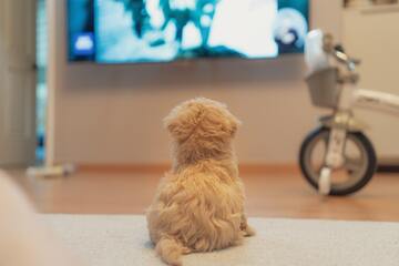 Können Hunde fernsehen?