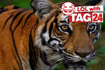 Joke of the Night for July 21, 2025: An animal joke to make you laugh