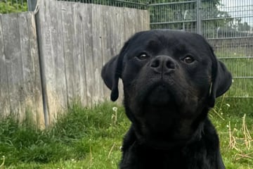 Sir Wedel ist ein sanfter Riese: Wer gibt dem Hund eine Chance?