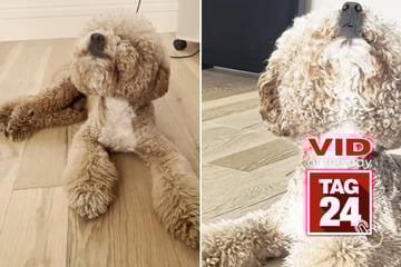 Viral Video of the Day for July 7, 2025: Golden doodle steals the show with operatic duet!