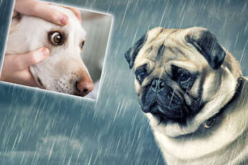 Können Hunde weinen? Tränen sind nicht gleich Tränen