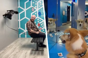 Stuttgart: Pfoten hoch: Stuttgarter Museum lässt Hunde in die Welt der Illusionen