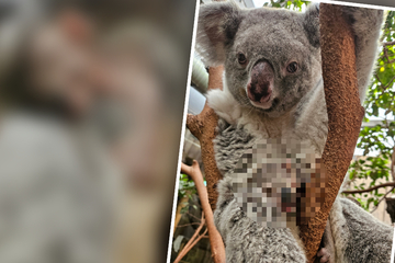 Super seltener Schnappschuss im Zoo: Niedlicher Mini-Koala blinzelt aus Beutel