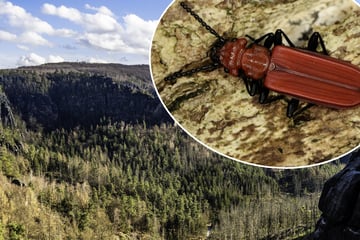 Seltener Käfer plötzlich im Nationalpark aufgetaucht