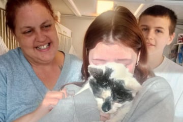 Family abandons hope of finding missing cat after six years – then a Christmas miracle arrives!