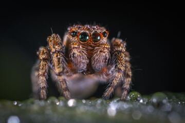 Giftigste Spinne der Welt: ein Biss kann tödlich enden