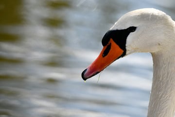 Mann tötet Schwan: Was passiert mit dem anderen Eltern-Tier und den Küken?