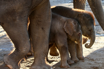 Neues Elefanten-Baby im Zoo Leipzig: So stressig waren die ersten Stunden nach der Geburt