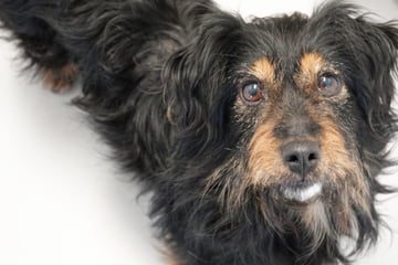 Vani saß auf der Tötungsstation! Kleine Hündin trotzt trauriger Vergangenheit