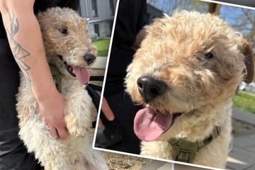 Sämtliche Herzen im Sturm erobert: Dieser Hund ist im Tierheim eine Seltenheit