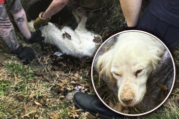 Erschreckender Fund: Vermisster Hund wird in Abwasserkanal gefunden