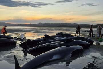 Küsten-Drama in Neuseeland: Tierschützer kämpfen um gestrandete Wale