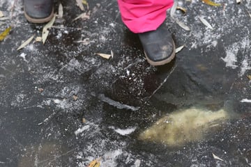 Berlin: Tote Fische in Berliner Seen: Tau-Wetter sorgt für traurige Szenen