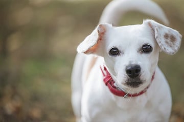 Vernachlässigt und beschlagnahmt: Gibt es für Kämpferin Rumy noch ein Happy End?