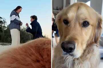 Dog "cameraman" films his owners' marriage proposal, and the results are astounding!