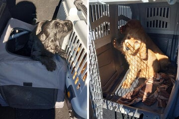 Wieder Hundewelpen bei Grenzkontrolle in Sachsen entdeckt