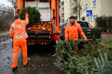 Berlin: BSR holt Weihnachtsbäume ab: Das gilt es zu beachten